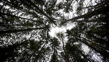Ilgesingas Varnikų &scaron;auksmas: pasigrožėti &scaron;lapiu sniegu apdribusia gamta