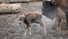 Lietuvos zoologijos sode gimė stumbriukas