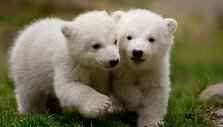 Baltosios me&scaron;kos jaunikliai Miuncheno zoologijos sode