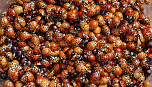 Azijinė boružė (Harmonia axyridis)