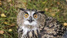 Į laisvę i&scaron; Lietuvos zoologijos sodo paleisti Didieji apuokai