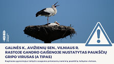 Pauk&scaron;čių gripas