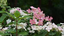 &Scaron;luotelinė hortenzija (Hydrangea paniculata &bdquo;Early Sensation&ldquo;)