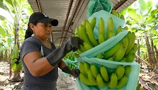 Ekvadoro bananai