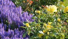 Rožynas. Rožė 'Friesia' su &Scaron;iliniu &scaron;alaviju Salvia nemorosa 'Blauhugel'