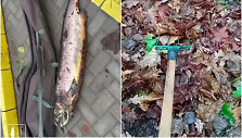 Sugautas brakonierius su la&scaron;i&scaron;a ir žeberklu