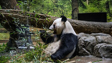 Panda Japonijos zoologijos sode / PHILIP FONG / AFP