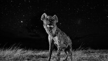Will Burrard-Lucas, Didžioji Britanija, gamtos fotografijos kategorija &ndash; 1 vieta, serija &bdquo;Afrikos gyvūnija naktį&ldquo;