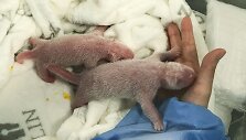 Berlyno zoologijos sode gimė du pandų mažyliai