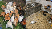 Žagarėje papjauta 19 vi&scaron;tų