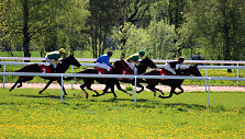  Pažinti žirgų sportą i&scaron; arčiau. A. Gagaitytės nuotr.