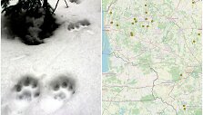 Lū&scaron;ių monitoringas žiemą