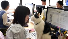 Nuo streso Japonijos darbuotojus gelbsti biuruose gyvenantys katinai