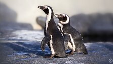 Jūrų muziejuje gyenantys pingvinai