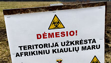 Kiaulių maras