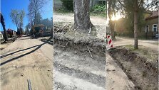 Vykdant J.Mateikos g. Kaune remonto darbus, manoma, buvo pažeisti medžiai