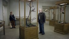 Balandis ant &scaron;akos