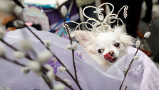 &Scaron;uniukas Velykų parade Niujorke