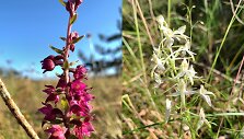 Kur&scaron;ių nerijoje galima i&scaron;vysti žydinčias orchidėjas.
