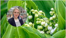 Mokslų daktarė, farmakognostė Gabrielė Balčiūnaitė-Murzienė apie pakalnutes