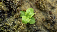 Verbascum blattaria