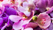 Orchidėja