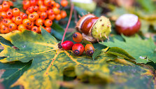Rudens ženklai