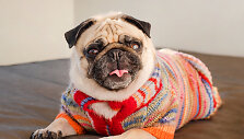Mopsas