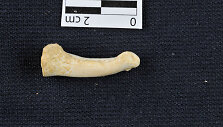 Lenktas Homo luzonensis pir&scaron;takaulis &ndash; ženklas, kad &scaron;ie žmogaus protėviai dar laipiojo medžiais