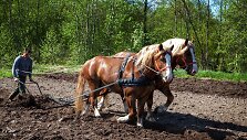 Pakruojo dvaro vasaros sezono atidaryme &ndash; sunkiųjų Lietuvos arklių varžybos