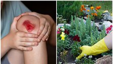 Stablige užsikrėsti galima ir darže, ir patyrus menką traumą