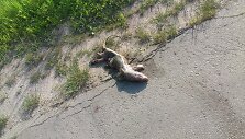Koks čia gyvūnas?