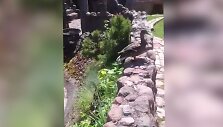 Laikinys antys &scaron;eimininkauja kaip namuose