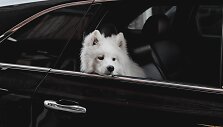 Augintinio saugumas automobilyje