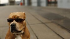 Pitbulių veislės &scaron;uo su akiniais nuo saulės San Franciske