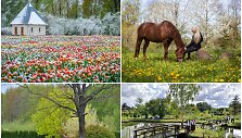 &Scaron;iaulių kra&scaron;tas skęsta žieduose