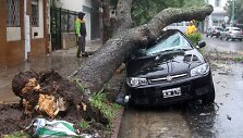 Argentinoje ant automobilio nuvirtęs medis 