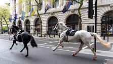 Žirgai Londono gatvėse