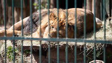 Lietuvos zoologijos sodo 82-asis sezono atidarymas