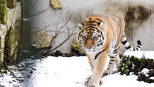 &Scaron;ventinė nuotaika Lietuvos zoologijos sode
