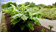 Egzotinių sodų puo&scaron;mena: lauke žiemojantys bananai