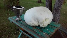 Grybai, rasti Molėtų rajone
