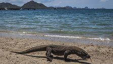 Komodo drakonas