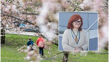 Irena Tara&scaron;kevičienė / Vilniečiai džiaugiasi sakuromis