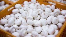 Kooperatyvas &bdquo;Grybai LT&ldquo; ketvirtadienį &Scaron;irvintose atidarė robotizuotą maisto gamyklą
