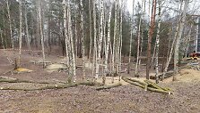 Pjaunami medžiai Pilaitės Priegliaus g.