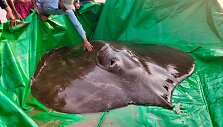 Mekongo upėje Kambodžoje sugauta 300 kg sverianti raja tapo didžiausia pasaulyje gėlavandene žuvimi