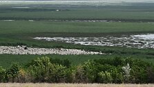 Milžini&scaron;ki i&scaron;džiūvusio Kachovkos tvenkinio plotai virto pievomis.