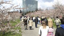 Vilniečiai džiaugiasi pražydusiomis sakuromis