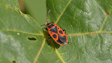 blakė
